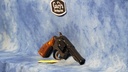 USED TAURUS MODEL 82 38 SPECIAL 4" BBL BLUED